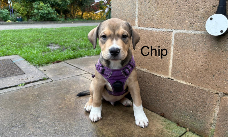 Chip (5)