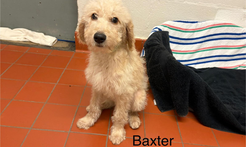 Baxter (1)