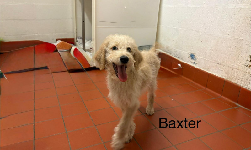 Baxter (2)