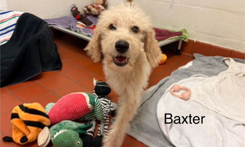 Baxter (3)