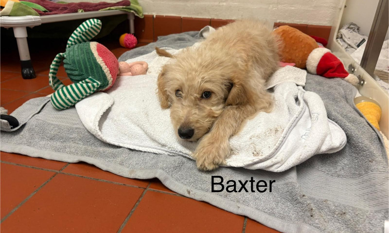 Baxter (4)
