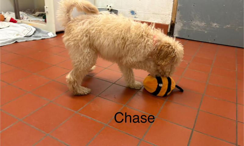 Chase (1)