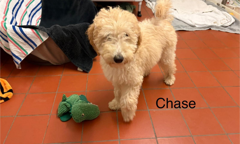 Chase (4)