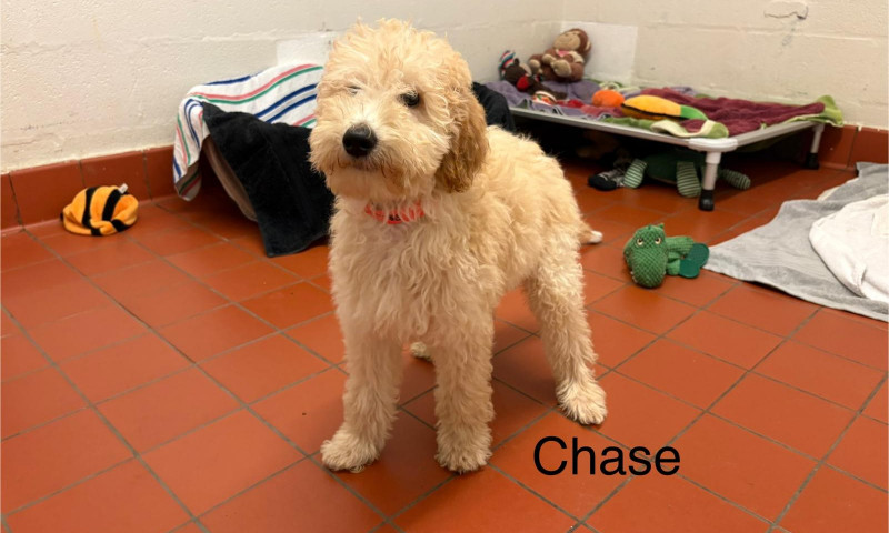Chase (5)