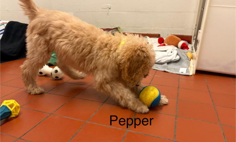 Pepper (2)