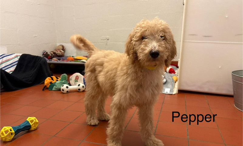 Pepper (6)