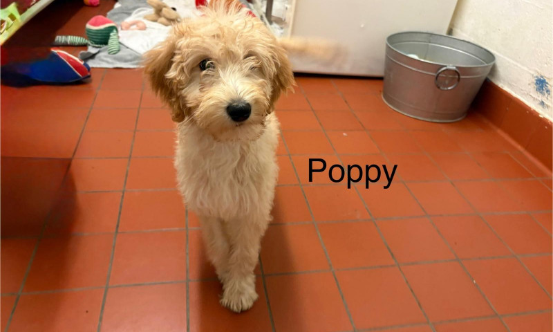 Poppy (2)