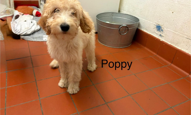 Poppy (3)