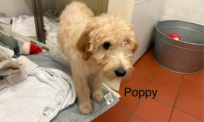 Poppy (4)