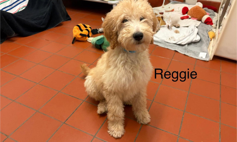 Reggie (1)