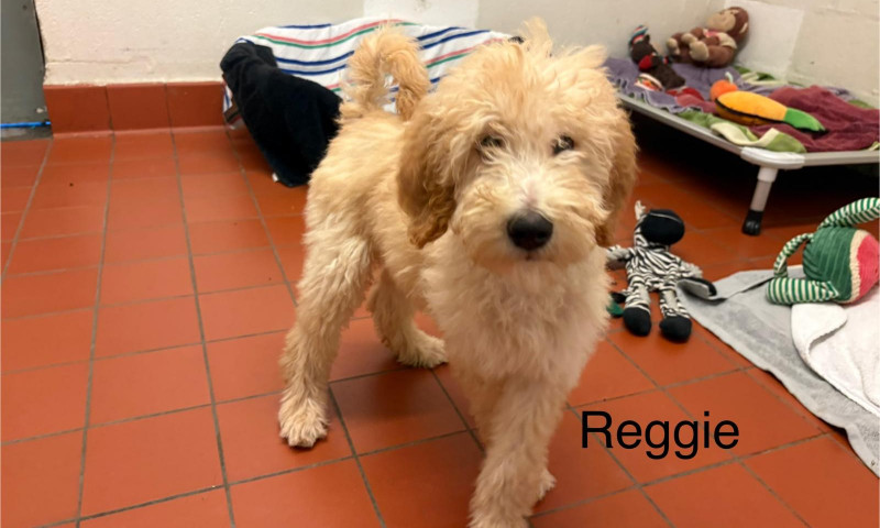 Reggie (2)