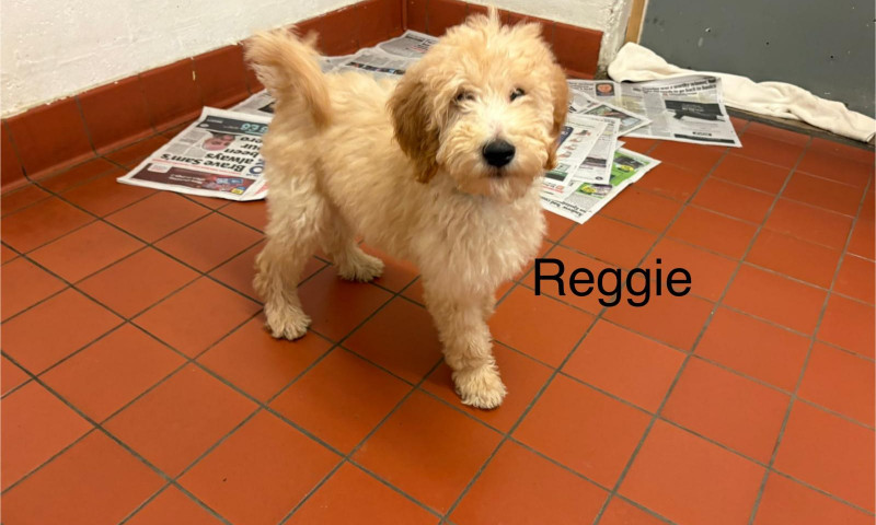 Reggie (6)