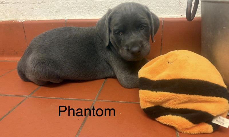 Phantom