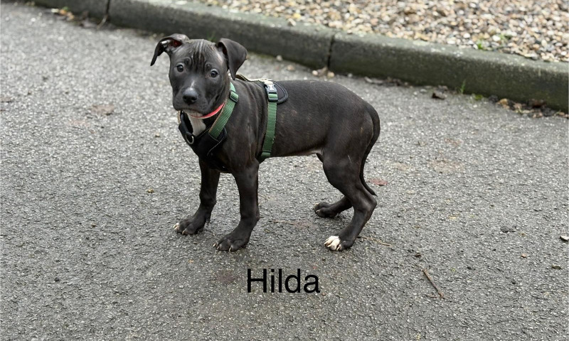 Hilda (1)