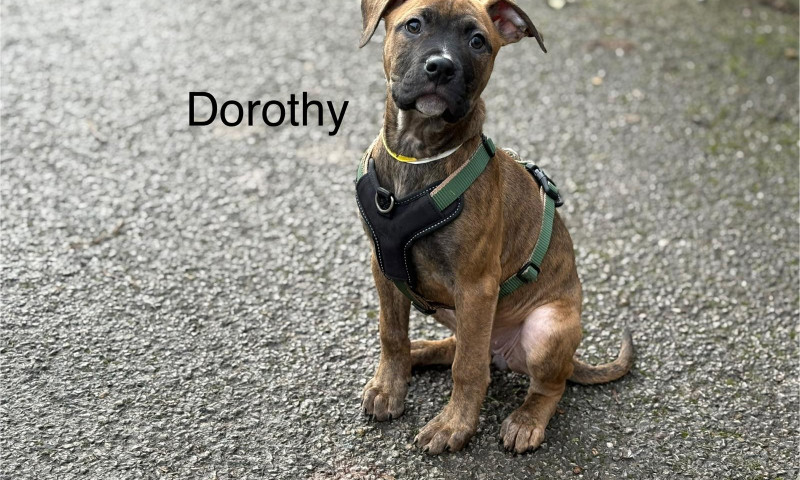 Dorothy (3)