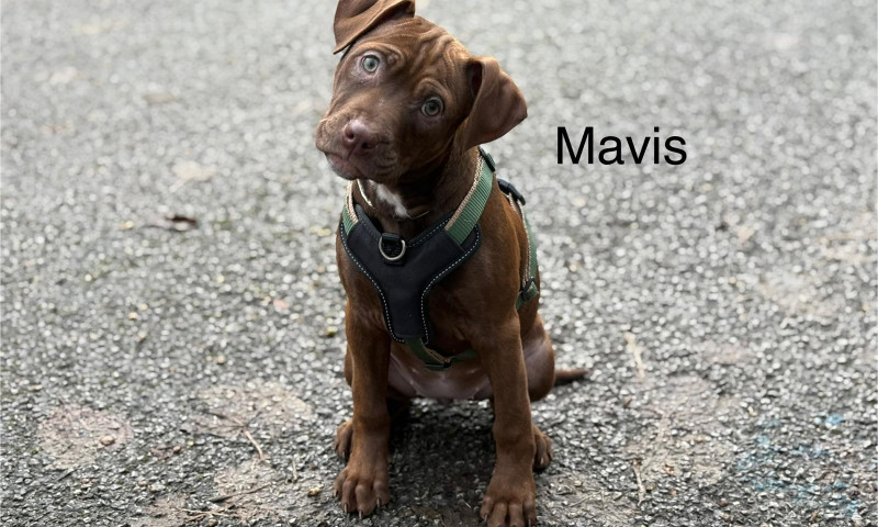 Mavis (1)