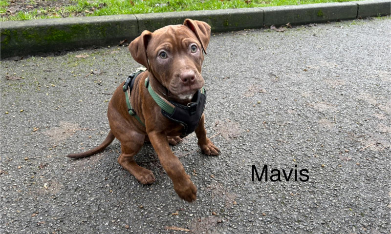 Mavis (2)