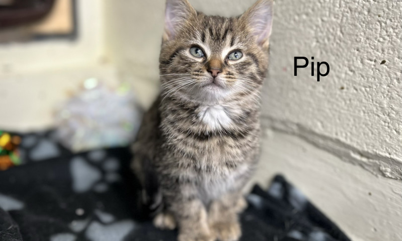 Kittens with names (5)