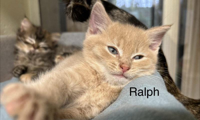 Kittens with names (4)