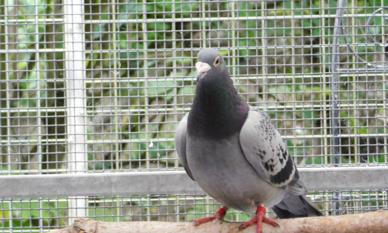 Pigeons (17)