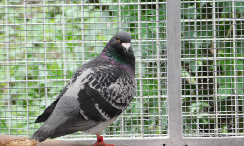 Pigeons (21)