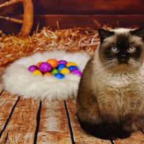 eastercat