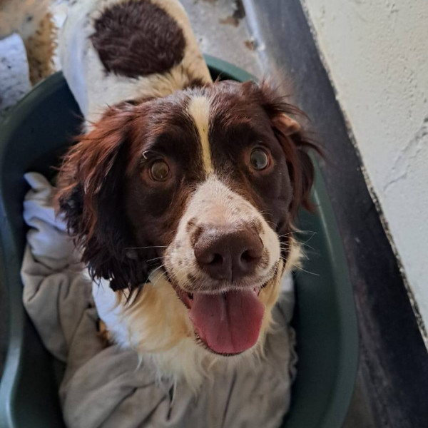 spaniel