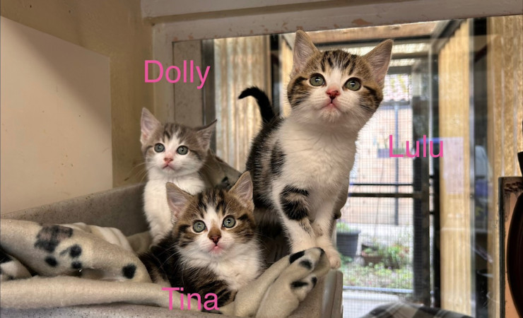Dolly, Tina & Lulu (1)