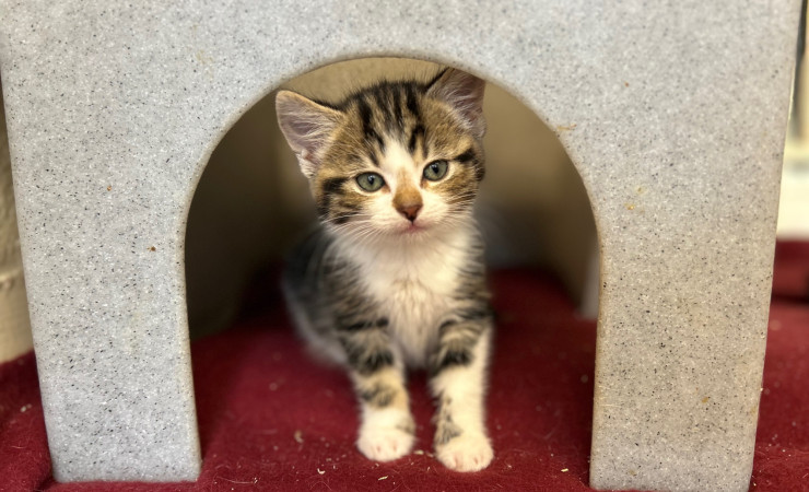 Dolly, Tina & Lulu (3)