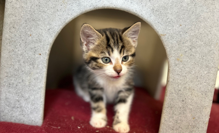 Dolly, Tina & Lulu (4)