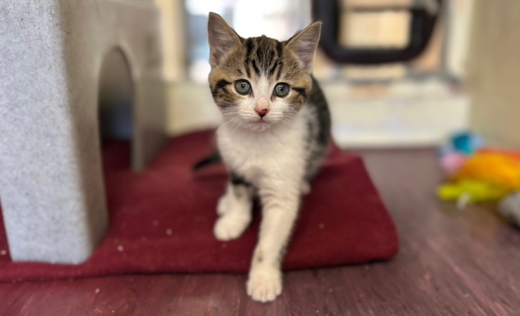 Dolly, Tina & Lulu (5)