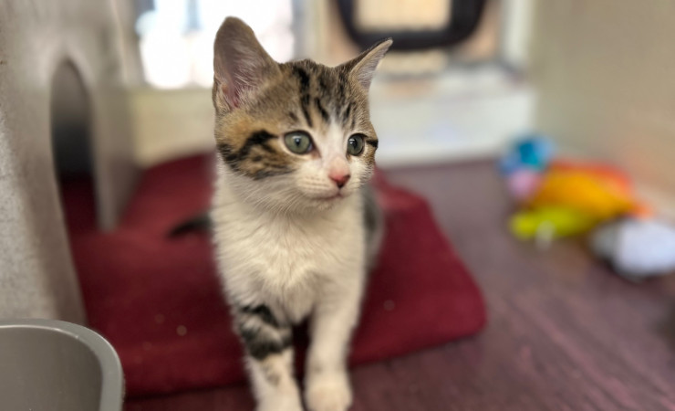 Dolly, Tina & Lulu (6)