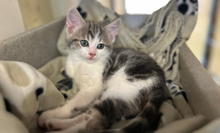 Dolly, Tina & Lulu (7)