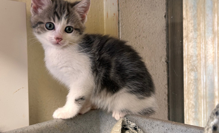 Dolly, Tina & Lulu (9)