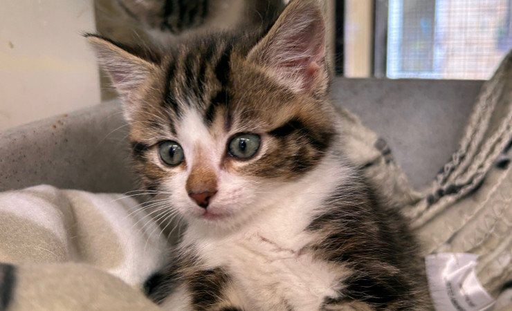 Dolly, Tina & Lulu (11)