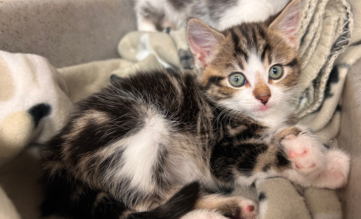 Dolly, Tina & Lulu (14)