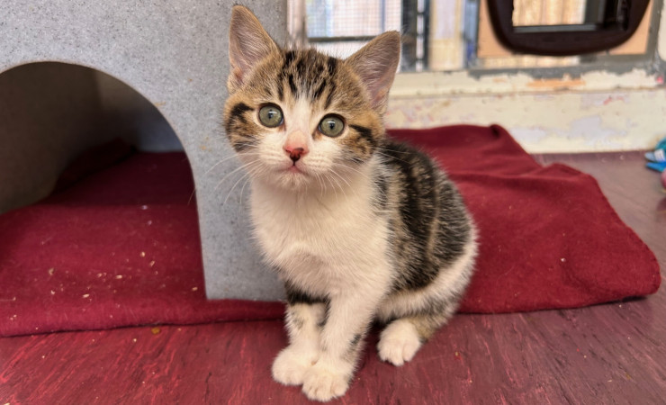 Dolly, Tina & Lulu (15)