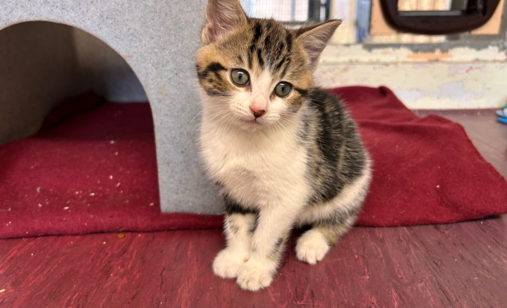 Dolly, Tina & Lulu (17)