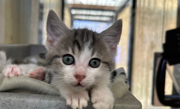 Dolly, Tina & Lulu (20)