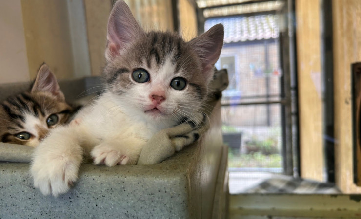 Dolly, Tina & Lulu (21)