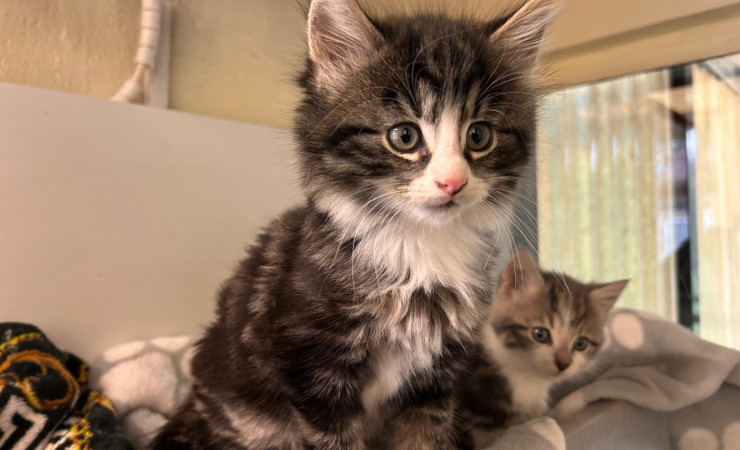 Elvis, Bowie & Freddie (2)