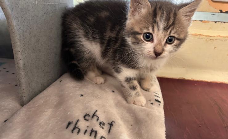 Elvis, Bowie & Freddie (5)