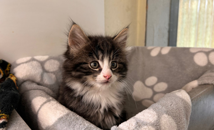 Elvis, Bowie & Freddie (6)