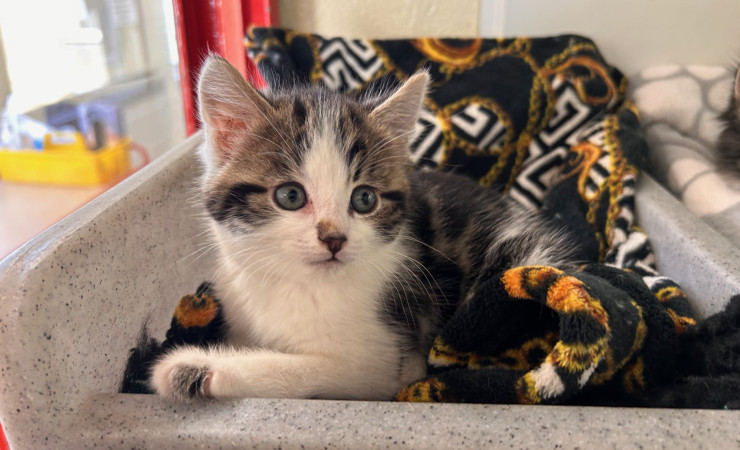 Elvis, Bowie & Freddie (8)