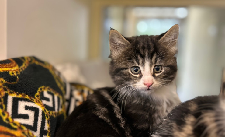 Elvis, Bowie & Freddie (10)