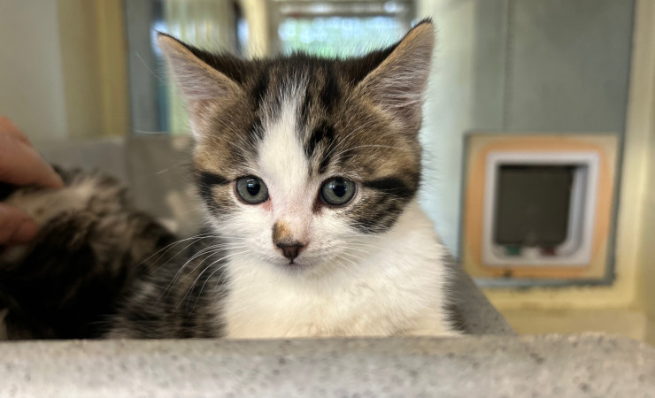 Elvis, Bowie & Freddie (11)