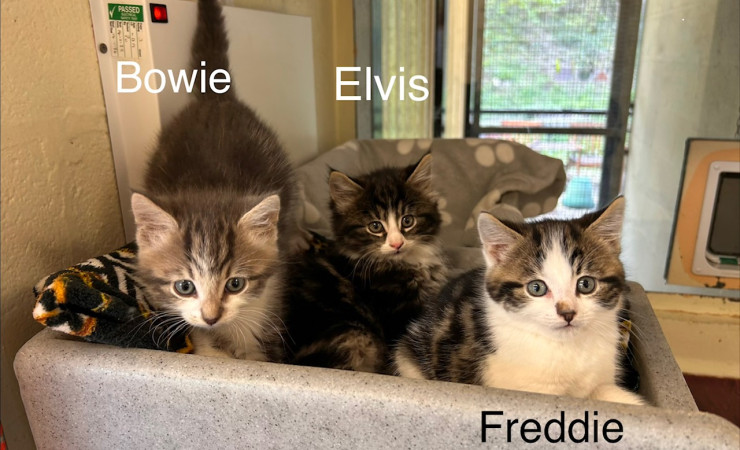 Elvis, Bowie & Freddie (13)