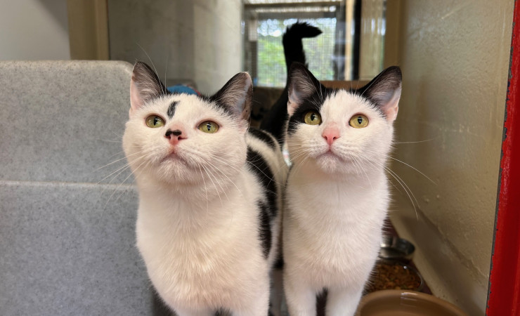 Dotty & Princess (2)