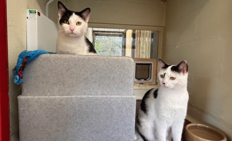 Dotty & Princess (5)