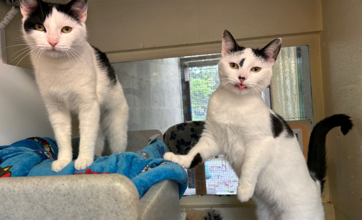 Dotty & Princess (11)